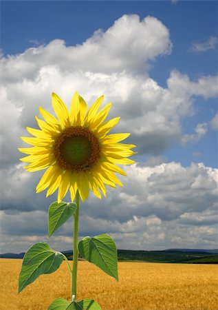 simsearch:400-06077674,k - sunflower field of wheat Stock Photo - Budget Royalty-Free & Subscription, Code: 400-04626051