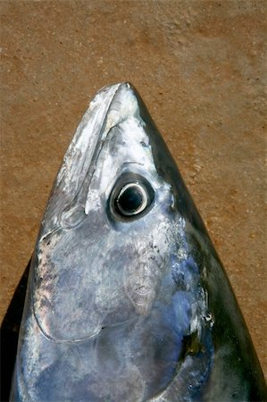 fish lying down - Bonito, skipjack tuna, Sarda Sarda, close up face portrait macro Stock Photo - Budget Royalty-Free & Subscription, Code: 400-04626053
