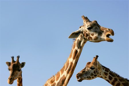 simsearch:400-08628372,k - Three giraffe necks and heads over blue sunny sky Foto de stock - Super Valor sin royalties y Suscripción, Código: 400-04626060