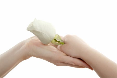 Daughter, son, giving mother a white rose, isolated on white Stock Photo - Budget Royalty-Free & Subscription, Code: 400-04626081