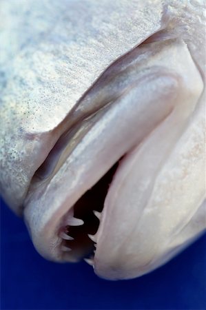 Denton, Mediterranean sparus fish, family of gilthead and snapper Stockbilder - Microstock & Abonnement, Bildnummer: 400-04626436