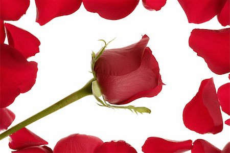 simsearch:400-05159213,k - Red rose in a petals border frame over white Stock Photo - Budget Royalty-Free & Subscription, Code: 400-04626465