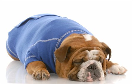 simsearch:400-04576043,k - english bulldog wearing blue sweater with reflection on white background Stock Photo - Budget Royalty-Free & Subscription, Code: 400-04626477