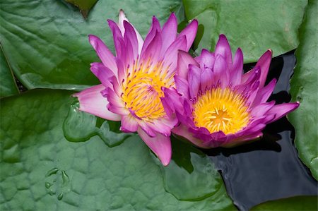 simsearch:400-04424294,k - Two violet water lilies Nymphaea on the lake surface Stock Photo - Budget Royalty-Free & Subscription, Code: 400-04626544