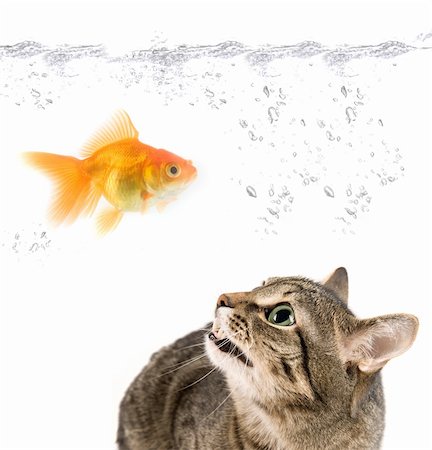 angry cat and gold fish on white Stock Photo - Budget Royalty-Free & Subscription, Code: 400-04626609