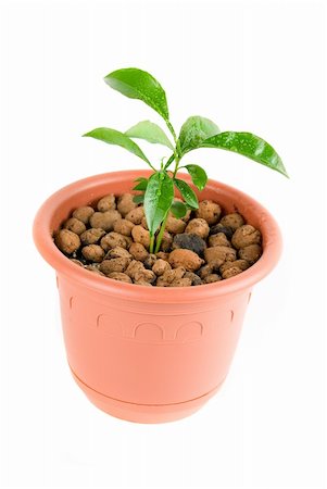 simsearch:656-02879675,k - Plant at flowerpot isolated on white Stock Photo - Budget Royalty-Free & Subscription, Code: 400-04626614