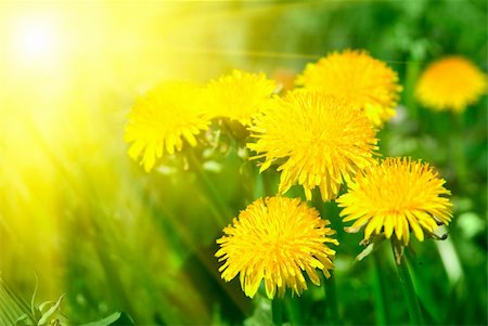 simsearch:400-04408653,k - Yellow dandelion flower close up on sunlight background Stockbilder - Microstock & Abonnement, Bildnummer: 400-04626623