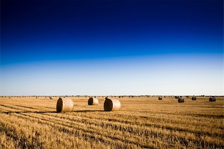 simsearch:400-04757163,k - Golden Hay Bales Photographie de stock - Aubaine LD & Abonnement, Code: 400-04626847