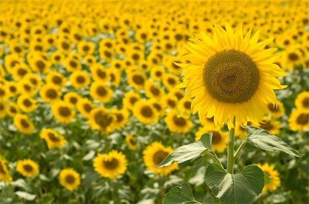 sunflower field rows - Beautiful yellow large sunflower Stock Photo - Budget Royalty-Free & Subscription, Code: 400-04627138