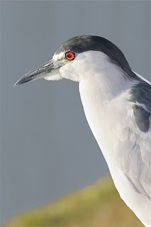 Black-crowned Night-Heron (Nycticorax) in the Florida Everglades Fotografie stock - Microstock e Abbonamento, Codice: 400-04627312