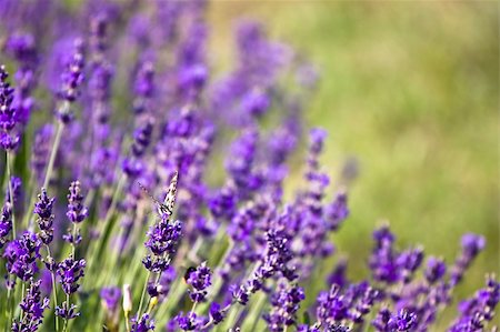 simsearch:400-05162269,k - Lavender field  -Hungary Stock Photo - Budget Royalty-Free & Subscription, Code: 400-04627395