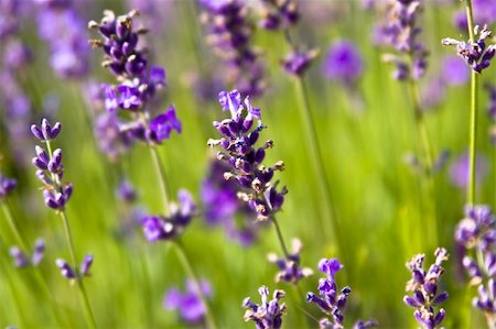 simsearch:400-03928421,k - Lavender field  -Hungary Stockbilder - Microstock & Abonnement, Bildnummer: 400-04627402