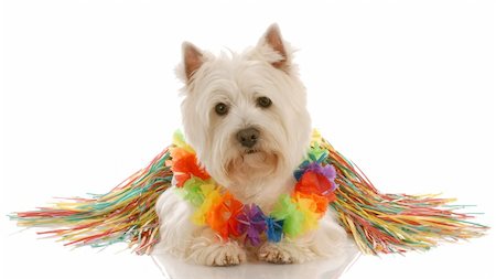 west highland white terrier dressed up as a hula dancer Photographie de stock - Aubaine LD & Abonnement, Code: 400-04627631