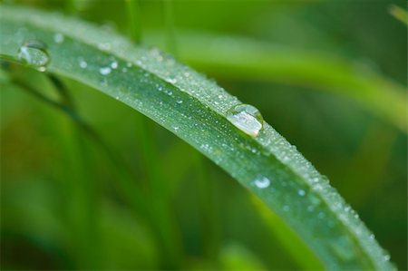 simsearch:400-05883361,k - Fresh dew drops on a blade of grass. Photographie de stock - Aubaine LD & Abonnement, Code: 400-04628043