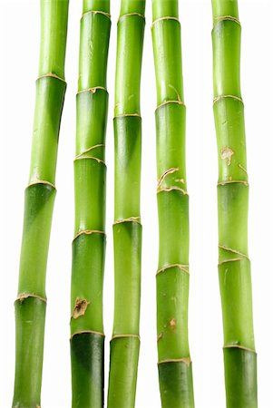 green bamboo on white Foto de stock - Super Valor sin royalties y Suscripción, Código: 400-04628099