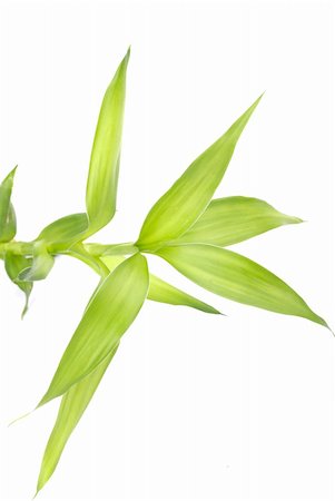 green bamboo leaf on white Foto de stock - Super Valor sin royalties y Suscripción, Código: 400-04628104
