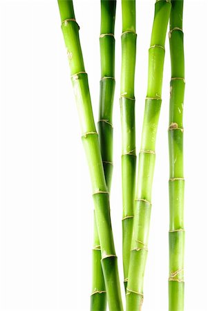green bamboo on white Foto de stock - Super Valor sin royalties y Suscripción, Código: 400-04628100