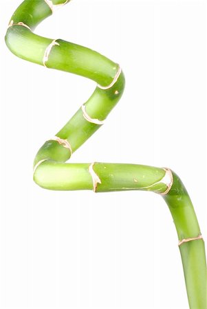 green lucky bamboo on white Foto de stock - Super Valor sin royalties y Suscripción, Código: 400-04628115