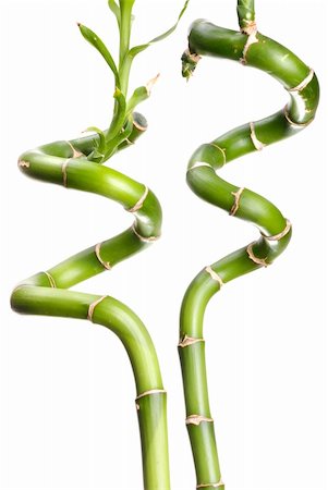 green lucky bamboo on white Foto de stock - Super Valor sin royalties y Suscripción, Código: 400-04628112
