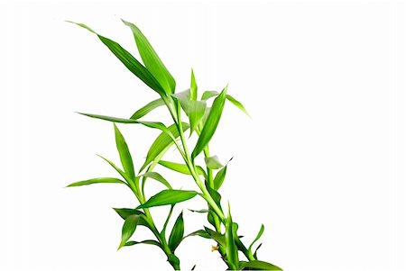 green bamboo leaf on white Foto de stock - Super Valor sin royalties y Suscripción, Código: 400-04628129