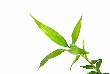 green bamboo leaf on white Foto de stock - Super Valor sin royalties y Suscripción, Código: 400-04628122