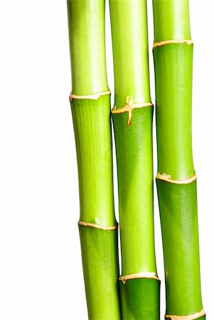 green bamboo on white Foto de stock - Super Valor sin royalties y Suscripción, Código: 400-04628135