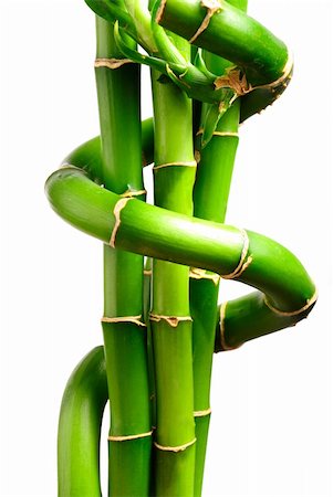 green bamboo on white Foto de stock - Super Valor sin royalties y Suscripción, Código: 400-04628138