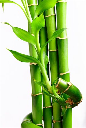 green bamboo on white Foto de stock - Super Valor sin royalties y Suscripción, Código: 400-04628139