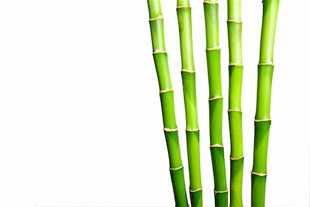 green bamboo on white Foto de stock - Super Valor sin royalties y Suscripción, Código: 400-04628130