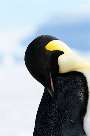 simsearch:400-05159933,k - Emperor penguin on the sea ice in the Weddell Sea, Antarctica Stock Photo - Budget Royalty-Free & Subscription, Code: 400-04628374