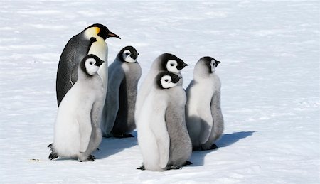 Emperor penguins on the sea ice in the Weddell Sea, Antarctica Stock Photo - Budget Royalty-Free & Subscription, Code: 400-04628378