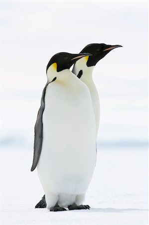 simsearch:400-04128220,k - Emperor penguins on the sea ice in the Weddell Sea, Antarctica Fotografie stock - Microstock e Abbonamento, Codice: 400-04628372