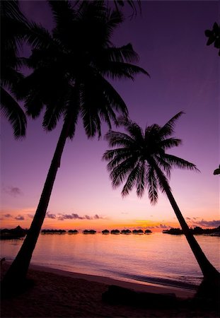 Coconut tree in shilouttee on tropical island of Mabul during sunrise Stock Photo - Budget Royalty-Free & Subscription, Code: 400-04629082