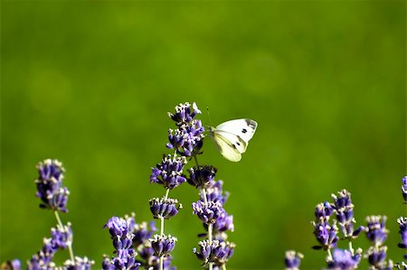 simsearch:400-07674888,k - A buterfly on lavender Fotografie stock - Microstock e Abbonamento, Codice: 400-04629194