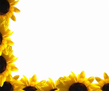 A border of sunflower Stock Photo - Budget Royalty-Free & Subscription, Code: 400-04629190
