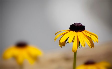 simsearch:400-04418407,k - A yellow daisy Stockbilder - Microstock & Abonnement, Bildnummer: 400-04629366