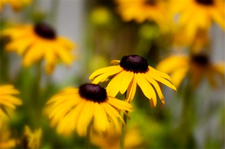 simsearch:400-04418407,k - Many daisies Stockbilder - Microstock & Abonnement, Bildnummer: 400-04629367