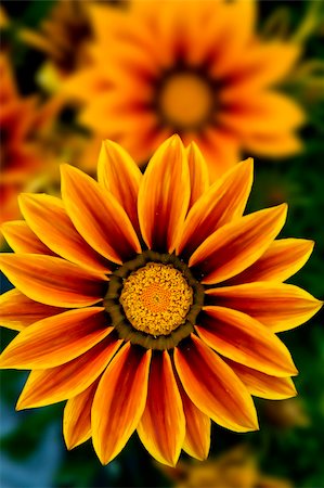 simsearch:400-04418407,k - A yellow flower on spring Stockbilder - Microstock & Abonnement, Bildnummer: 400-04629361