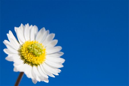 simsearch:400-04418407,k - A white flower in the sky Stockbilder - Microstock & Abonnement, Bildnummer: 400-04629362