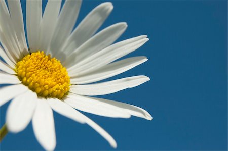 simsearch:400-04418407,k - A white daisy in the sky Stockbilder - Microstock & Abonnement, Bildnummer: 400-04629380