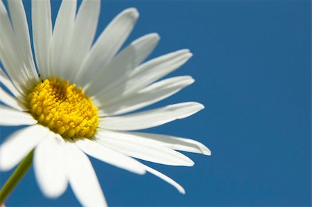 simsearch:400-04418407,k - A white daisy in the sky Stockbilder - Microstock & Abonnement, Bildnummer: 400-04629382