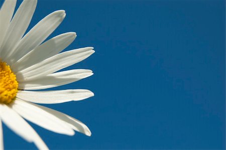 simsearch:400-04418407,k - A white daisy in the sky Stockbilder - Microstock & Abonnement, Bildnummer: 400-04629383