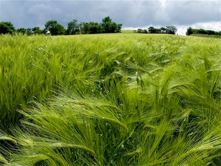 Field of green wheat in spring Stock Photo - Budget Royalty-Free & Subscription, Code: 400-04629472