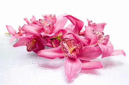 simsearch:400-04596018,k - pink orchid with wather drops Stockbilder - Microstock & Abonnement, Bildnummer: 400-04629547