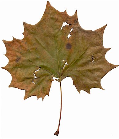 Large Leaf from tree Stock Photo - Budget Royalty-Free & Subscription, Code: 400-04629553