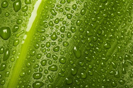 simsearch:400-07169438,k - Water drops on green leaf texture - nature background Stock Photo - Budget Royalty-Free & Subscription, Code: 400-04629633