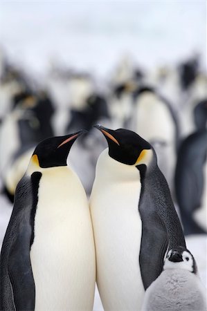 Emperor penguins (Aptenodytes forsteri) on the ice in the Weddell Sea, Antarctica Stock Photo - Budget Royalty-Free & Subscription, Code: 400-04629894