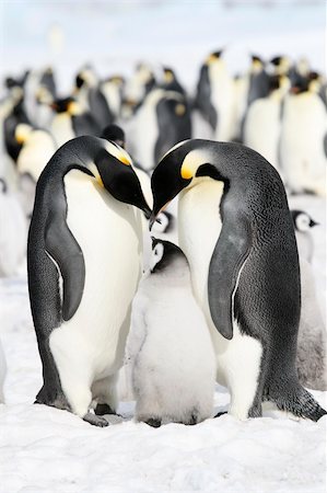Emperor penguins (Aptenodytes forsteri) on the ice in the Weddell Sea, Antarctica Stock Photo - Budget Royalty-Free & Subscription, Code: 400-04629895
