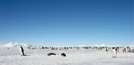 simsearch:400-09170620,k - Emperor penguin (Aptenodytes forsteri) colony on the sea ice in the Weddell Sea, Antarctica Foto de stock - Royalty-Free Super Valor e Assinatura, Número: 400-04629896