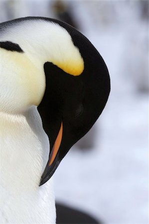 simsearch:400-04128220,k - Close-up of an emperor penguin (Aptenodytes forsteri) on the ice in the Weddell Sea, Antarctica Fotografie stock - Microstock e Abbonamento, Codice: 400-04629897